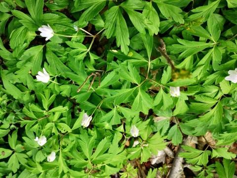 IMG-20190414-134313