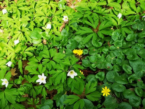 IMG-20190414-134718